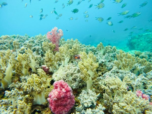 Snorkeling Tour Nha Trang BBQ Onboard
